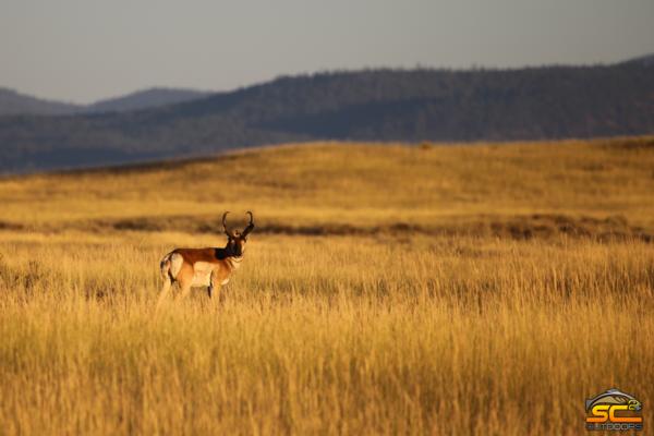 California Pronghorn Hunting with SC2 Outdoors - Lassen, Likely Tables, Surprise Valley, Big Valley